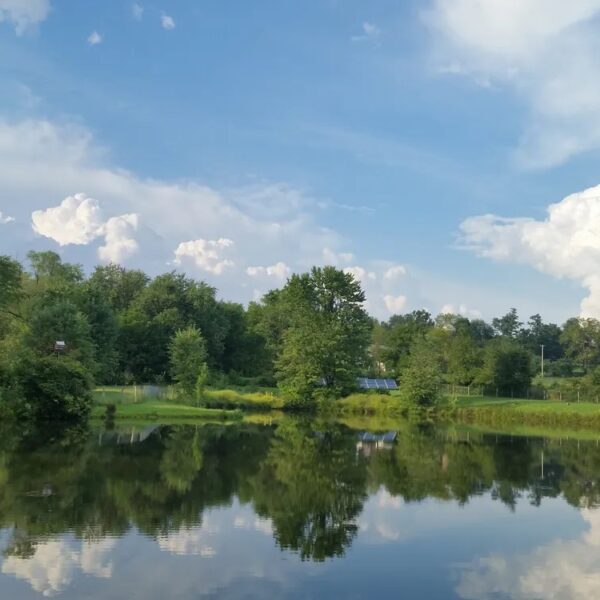 The Pond 1